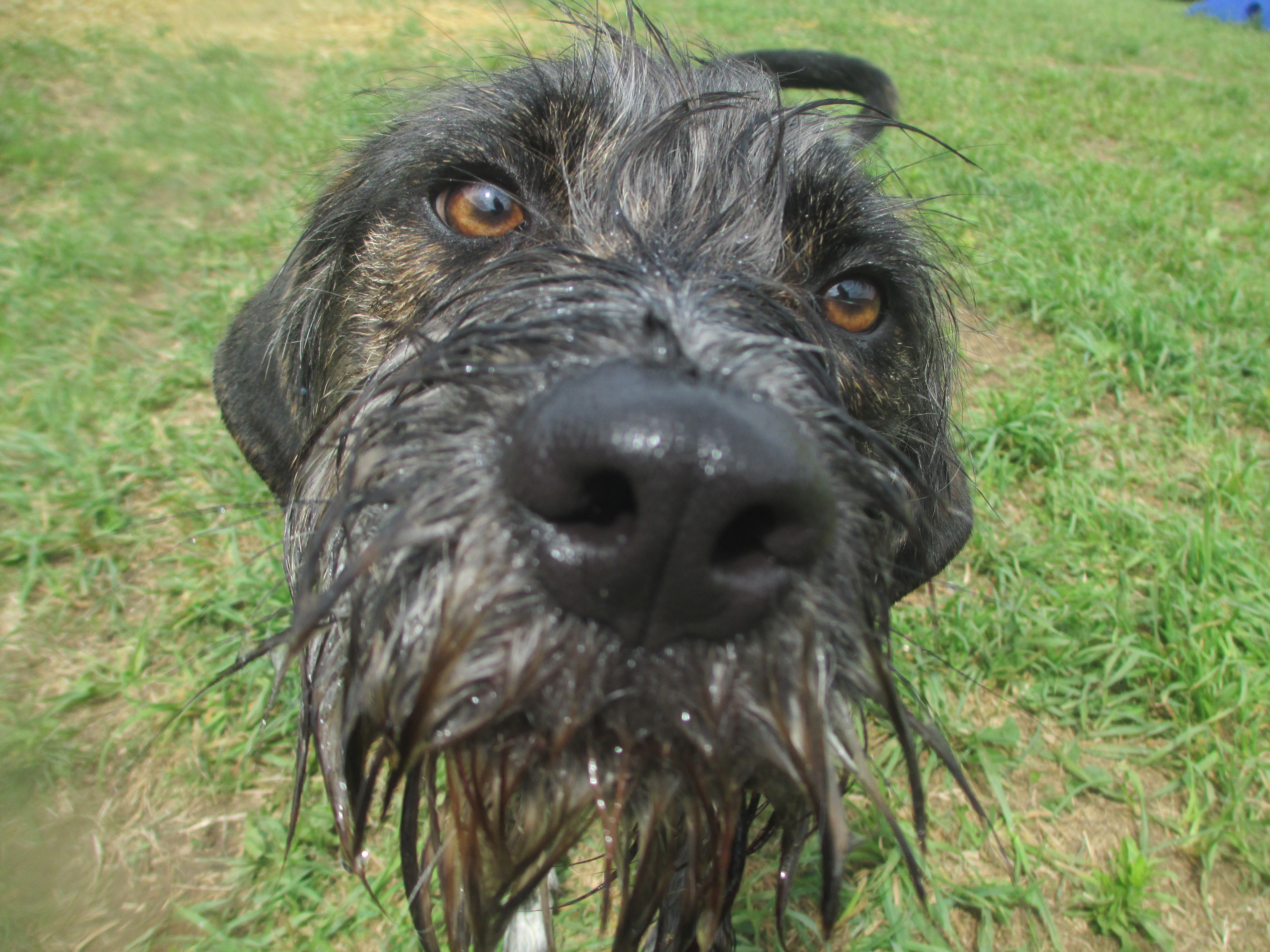 Waterville Veterinary Clinic Wet Dog