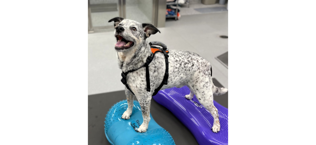 Dog Standing on Exercise Balls