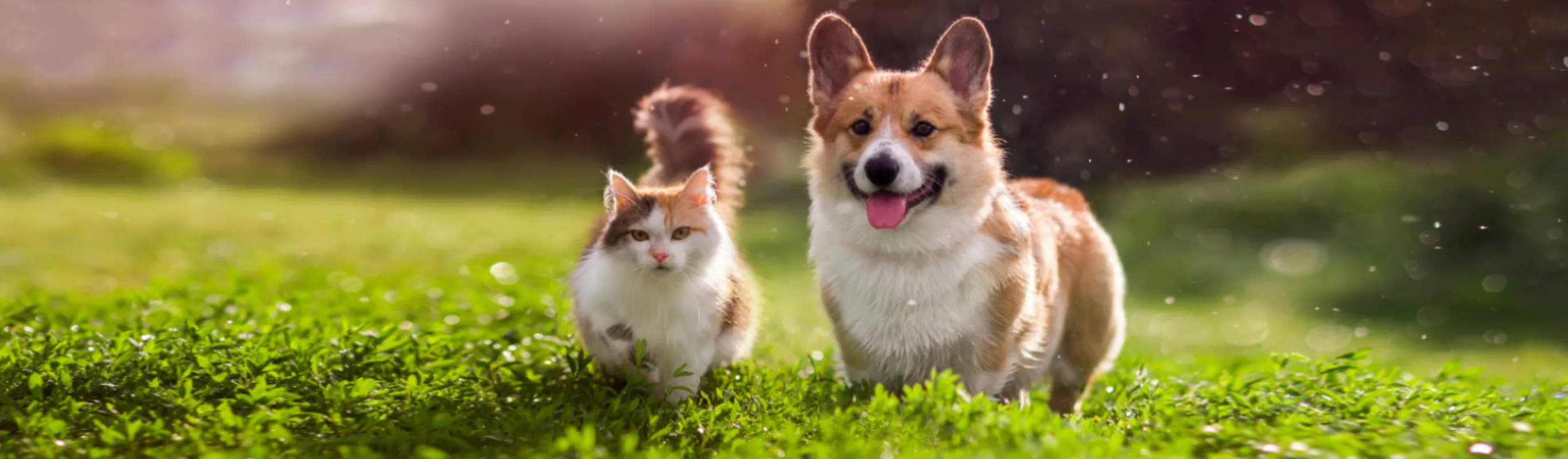 Corgi (Dog) and Cat Standing in a Grassy Field