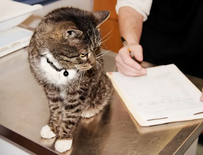 Cat on an examination table Cat on an examination table
