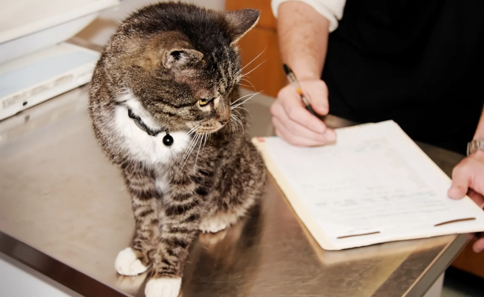 Cat on an examination table 