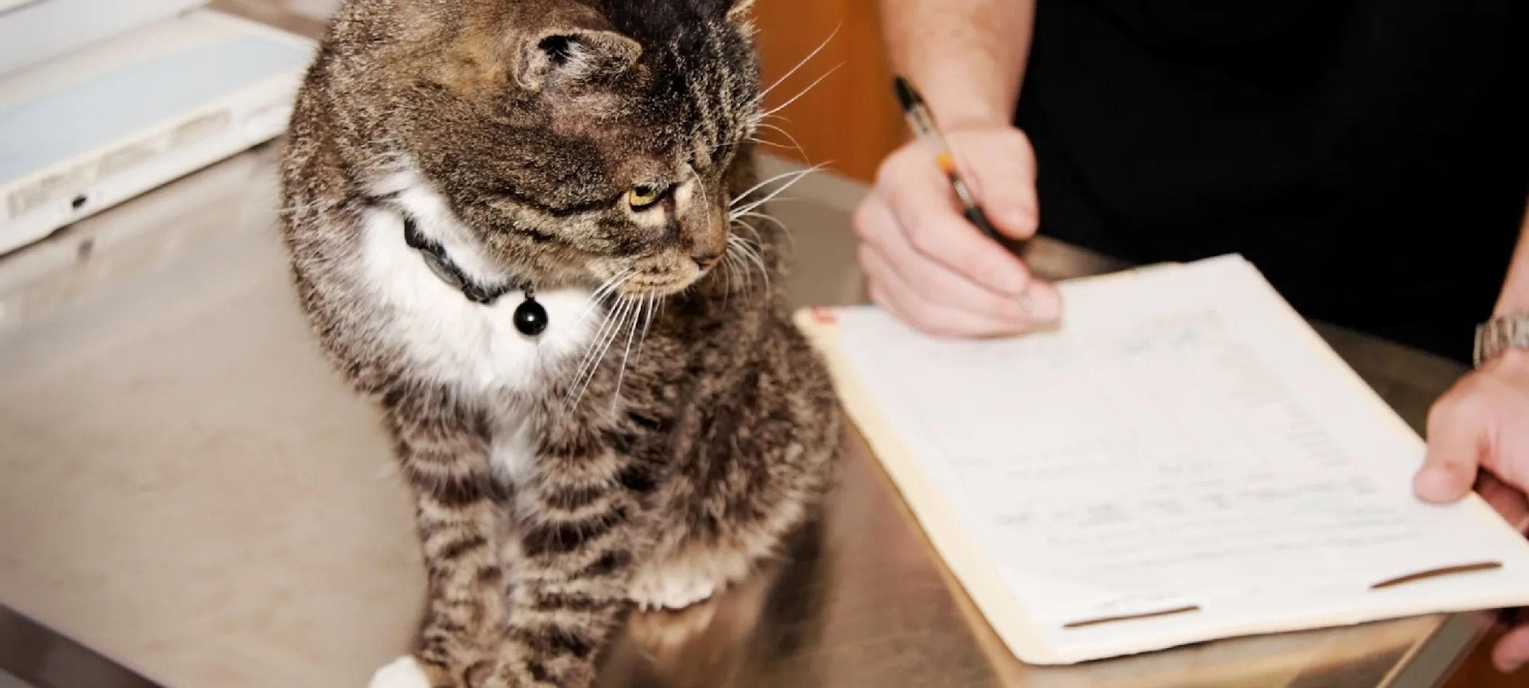 Cat on an examination table 