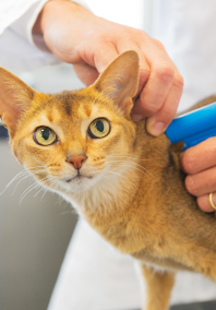 Young Adult Orange Tabby Cat is getting microchipped by a veterinarian doctor on a table