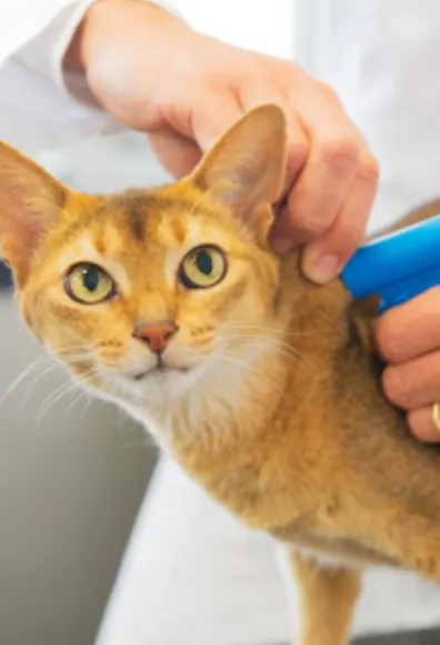 Young Adult Orange Tabby Cat is getting microchipped by a veterinarian doctor on a table