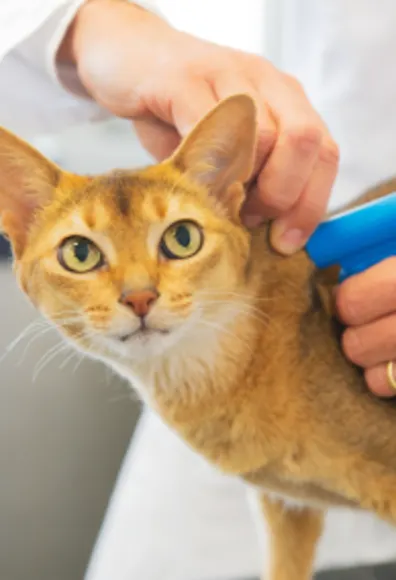 Young Adult Orange Tabby Cat is getting microchipped by a veterinarian doctor on a table