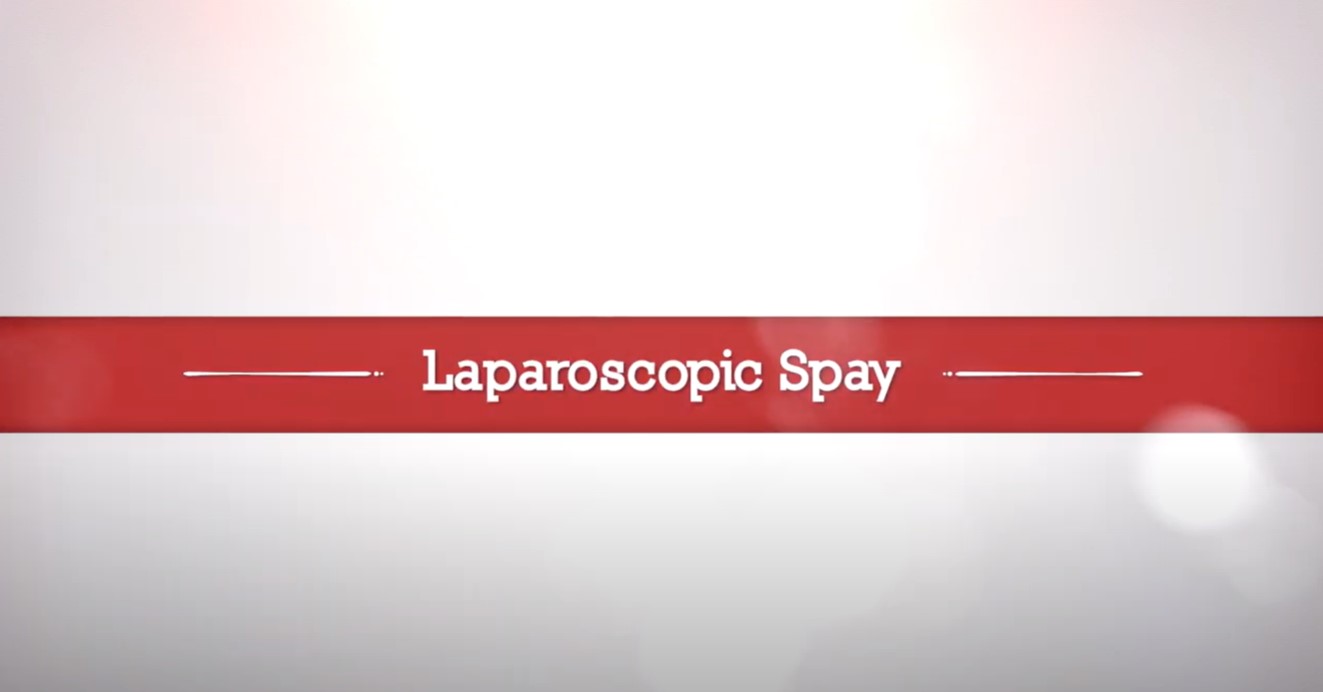 Laparoscopic Spay Video