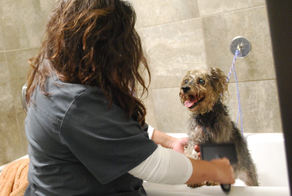 Veterinarian giving a dog a bath