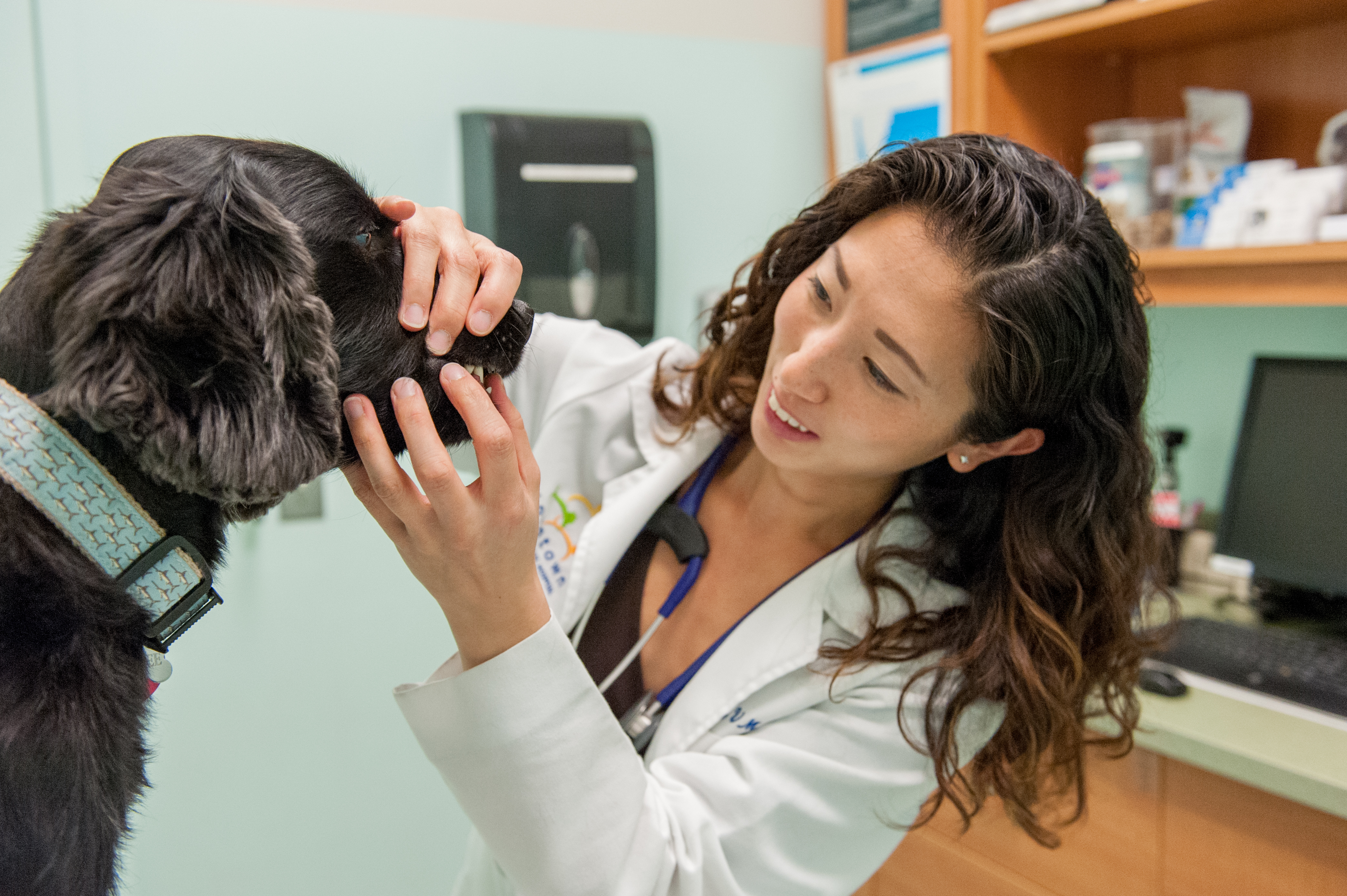 Veterinarian Staff | West Village Veterinary Hospital