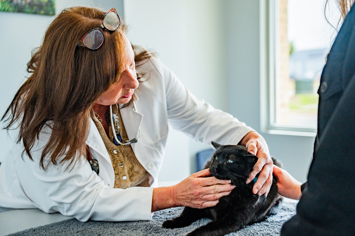 Vet examining black cat