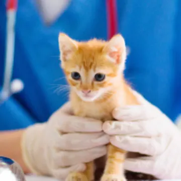 Orange kitten being examined by veterinarian Orange kitten being examined by veterinarian