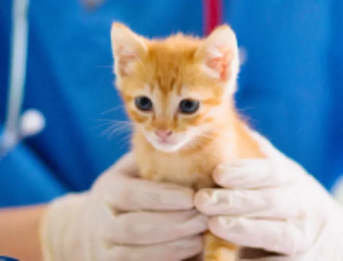 Orange kitten being examined by veterinarian Orange kitten being examined by veterinarian