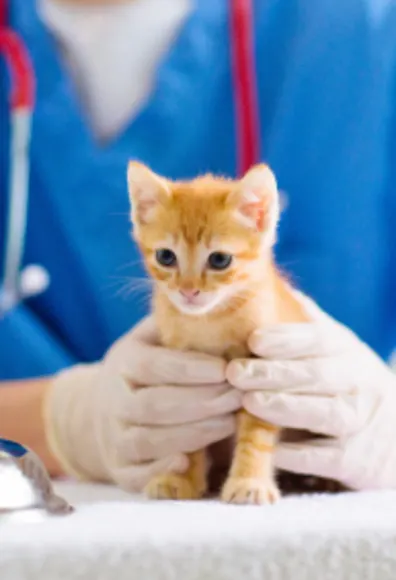 Orange kitten being examined by veterinarian