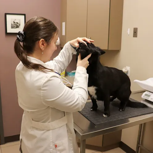 CT Dog Exam CT Dog Exam