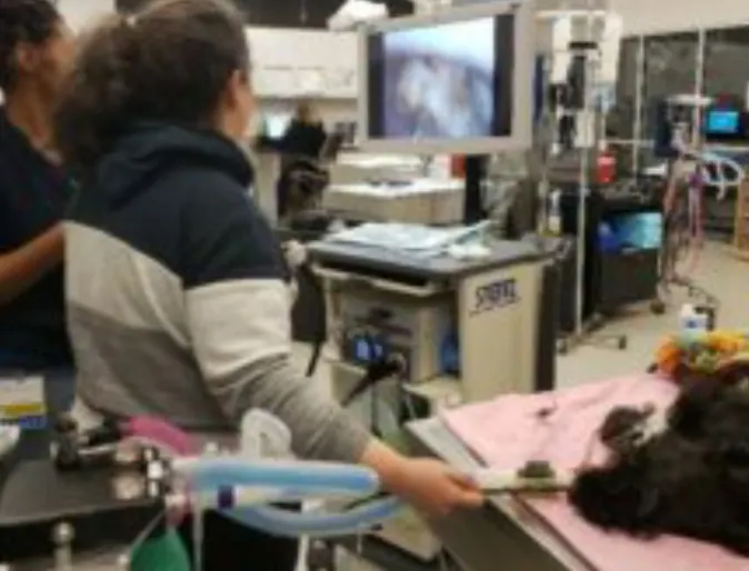 Two staff members performing an endoscopy procedure on a dog