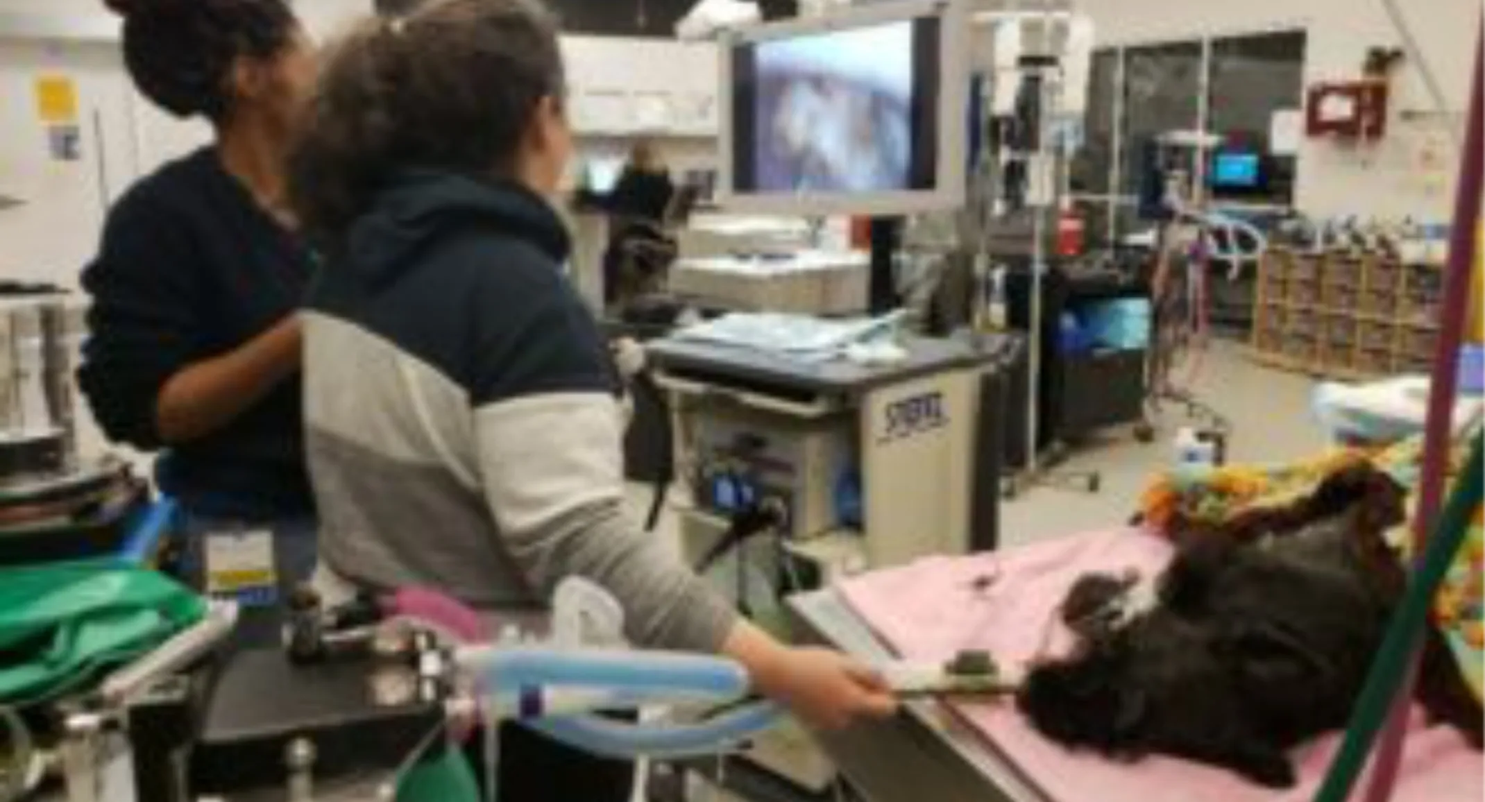 Two staff members performing an endoscopy procedure on a dog Two staff members performing an endoscopy procedure on a dog