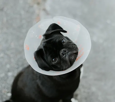 A dog with a cone looking up A dog with a cone looking up