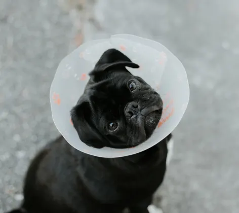 A dog with a cone looking up