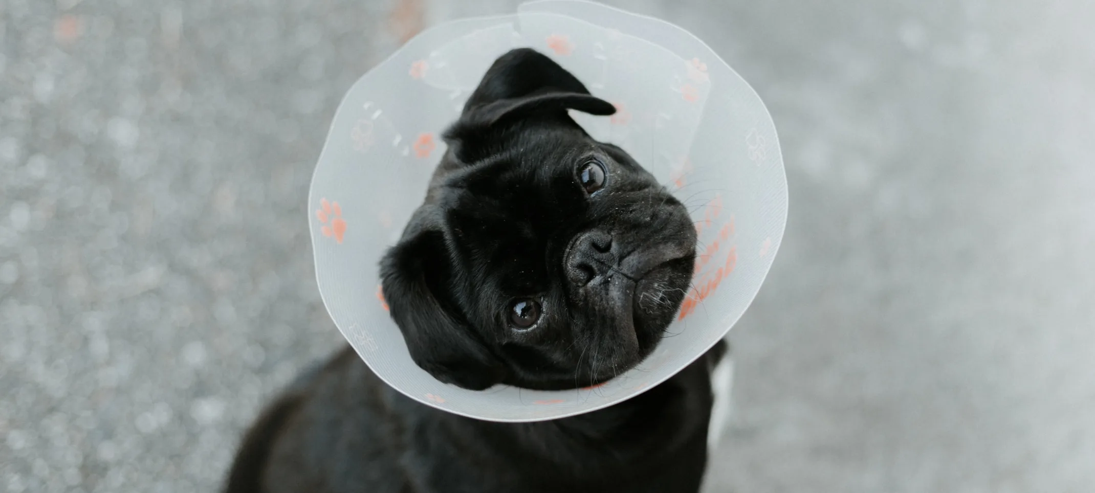 A dog with a cone looking up