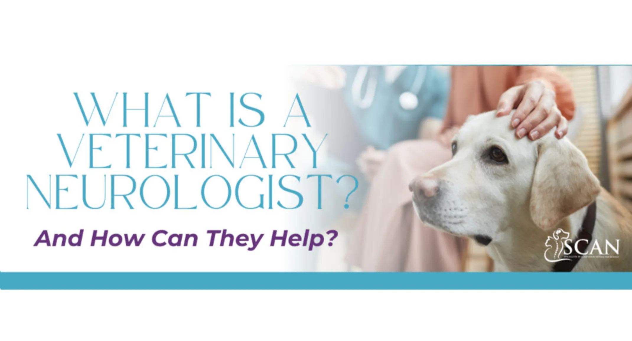 What is a Veterinary Neurologist header, white dog on right What is a Veterinary Neurologist header, white dog on right