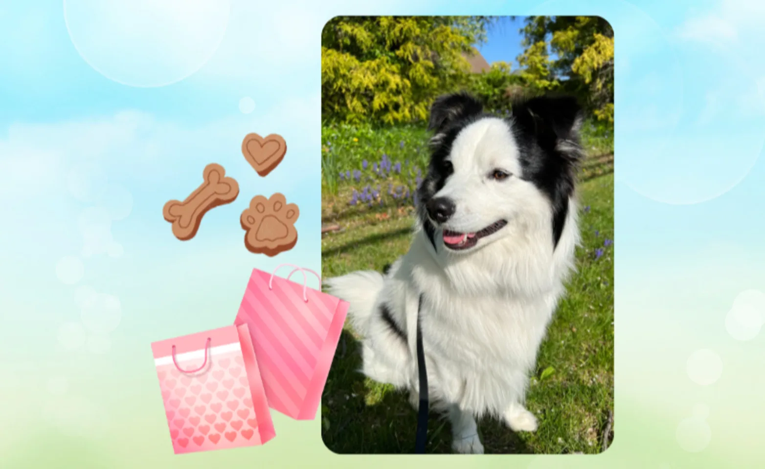Exciting Gift Bags for Your Pets at Seaport Animal Hospital Exciting Gift Bags for Your Pets at Seaport Animal Hospital