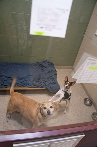 Hawthorne Park Animal Care Center Suite