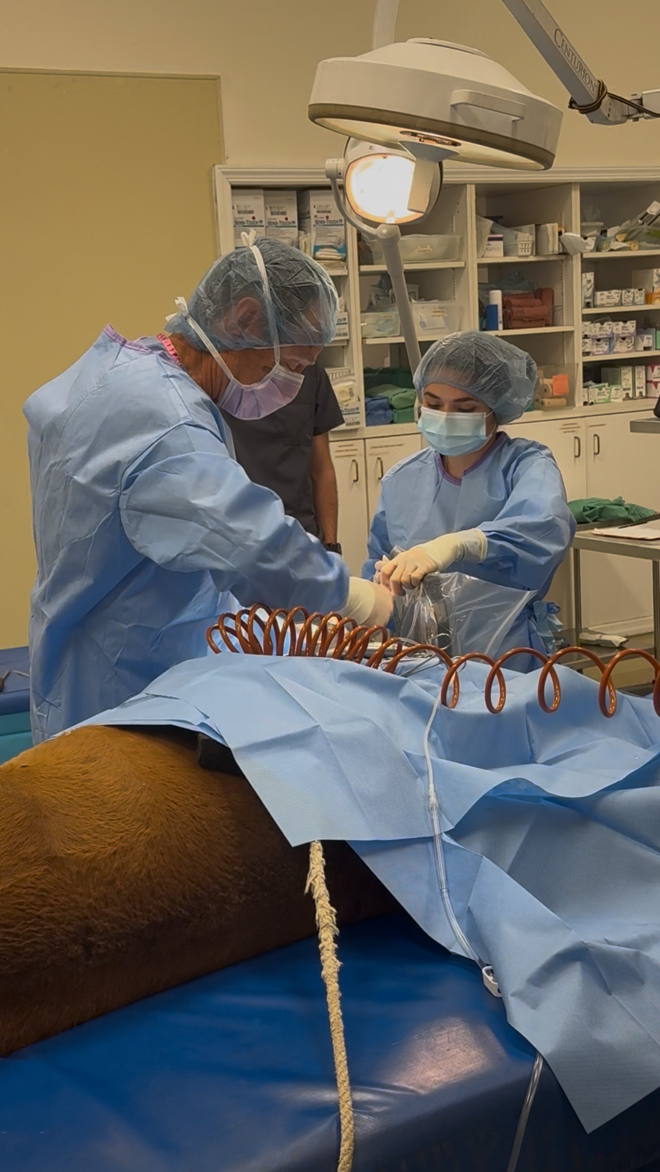 Vets performing surgery on a horse