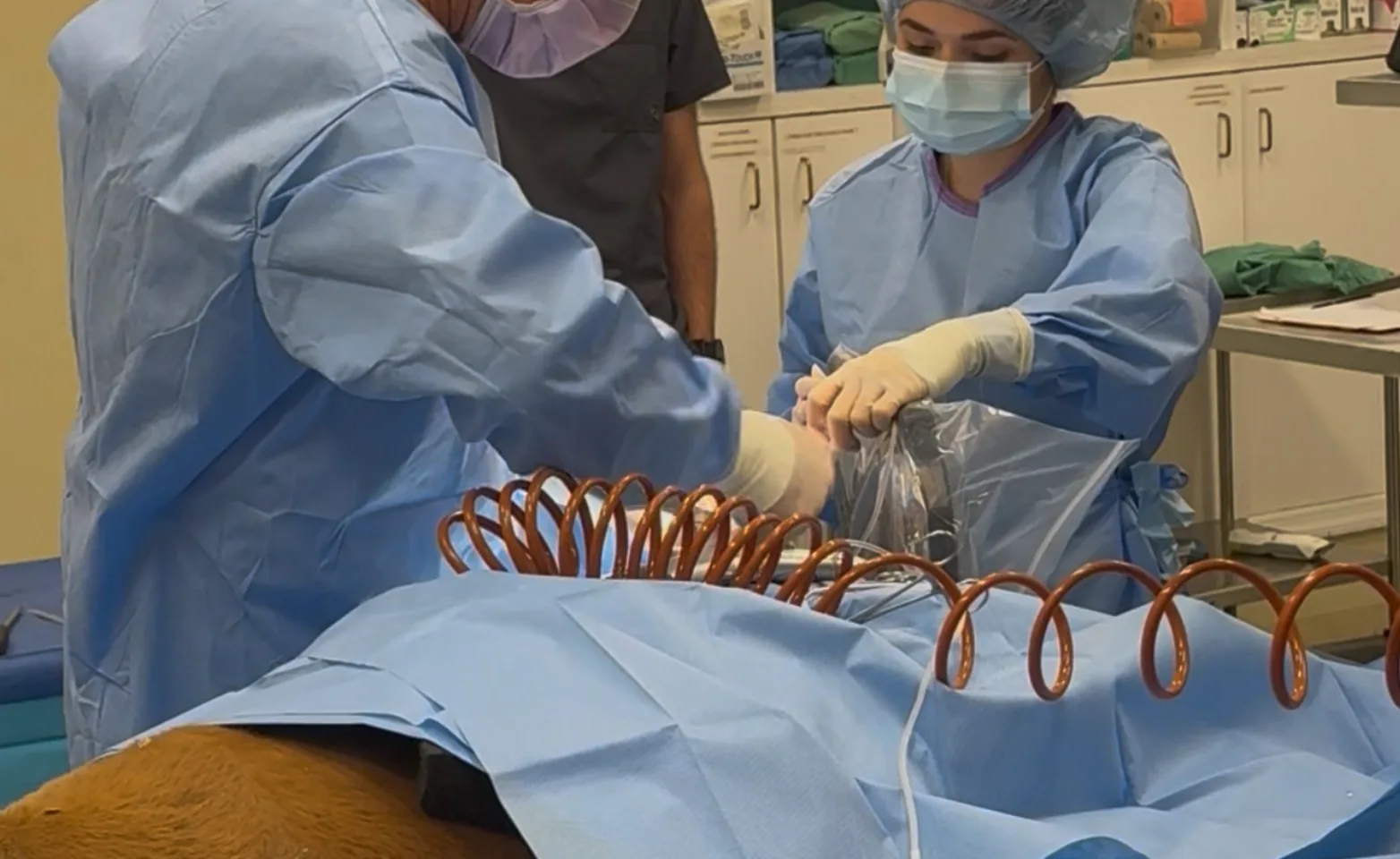 Vets performing surgery on a horse Vets performing surgery on a horse
