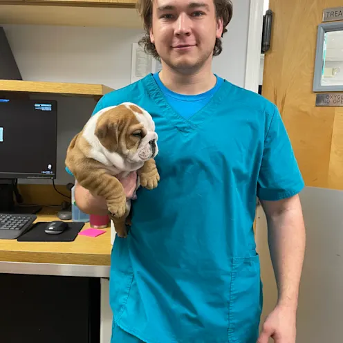 Vet Holding Brown and White Dog at Ferry Farm Animal Clinic Vet Holding Brown and White Dog at Ferry Farm Animal Clinic