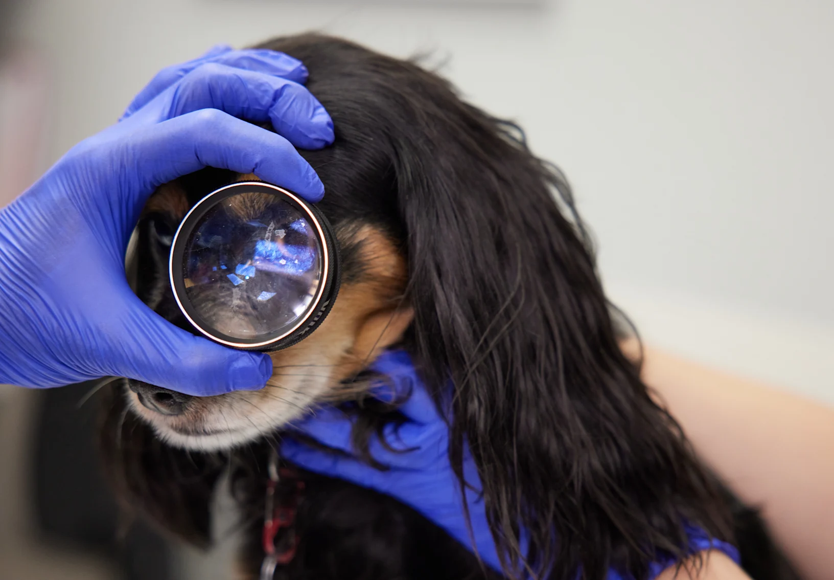 Black and brown dog getting an eye exam Black and brown dog getting an eye exam