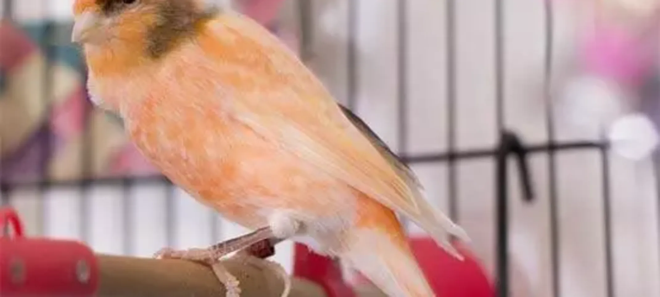 Marcias, Canary Marcias, Canary