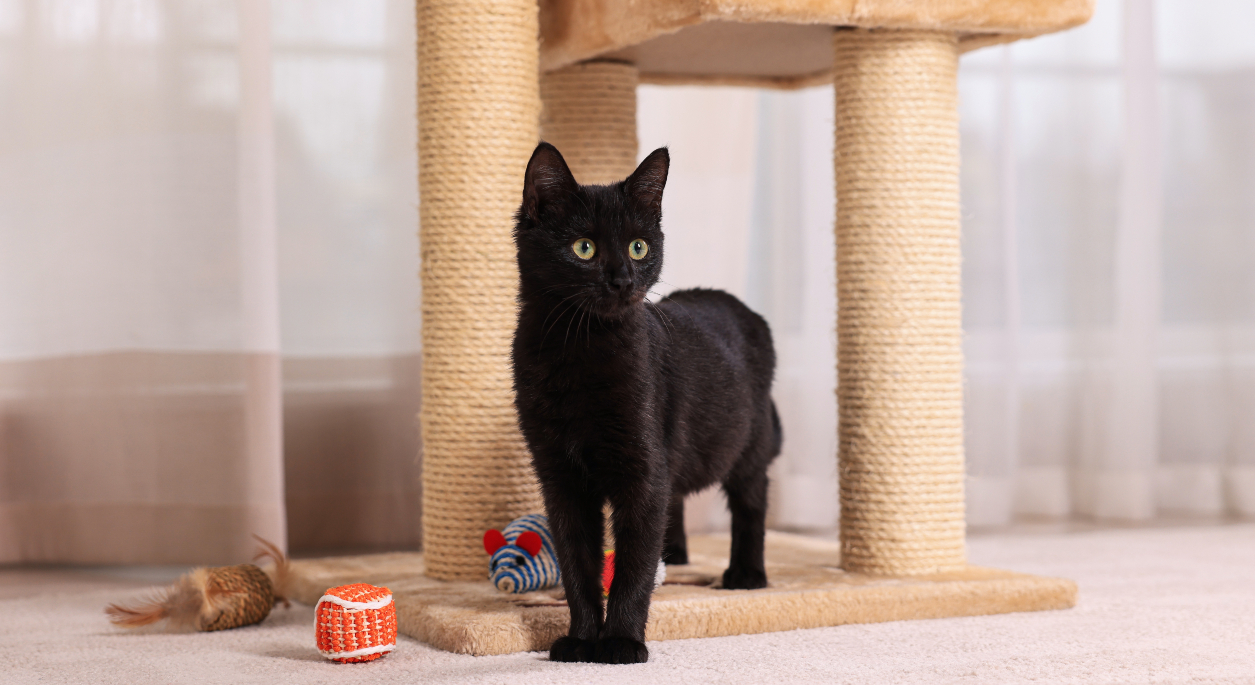 Black cat standing next to a scratching post