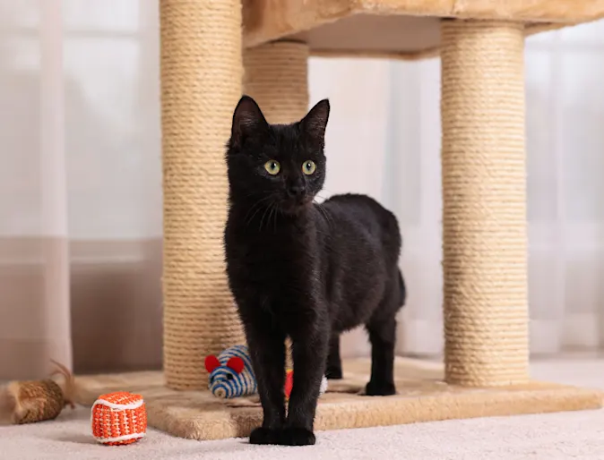 Black cat standing next to a scratching post Black cat standing next to a scratching post