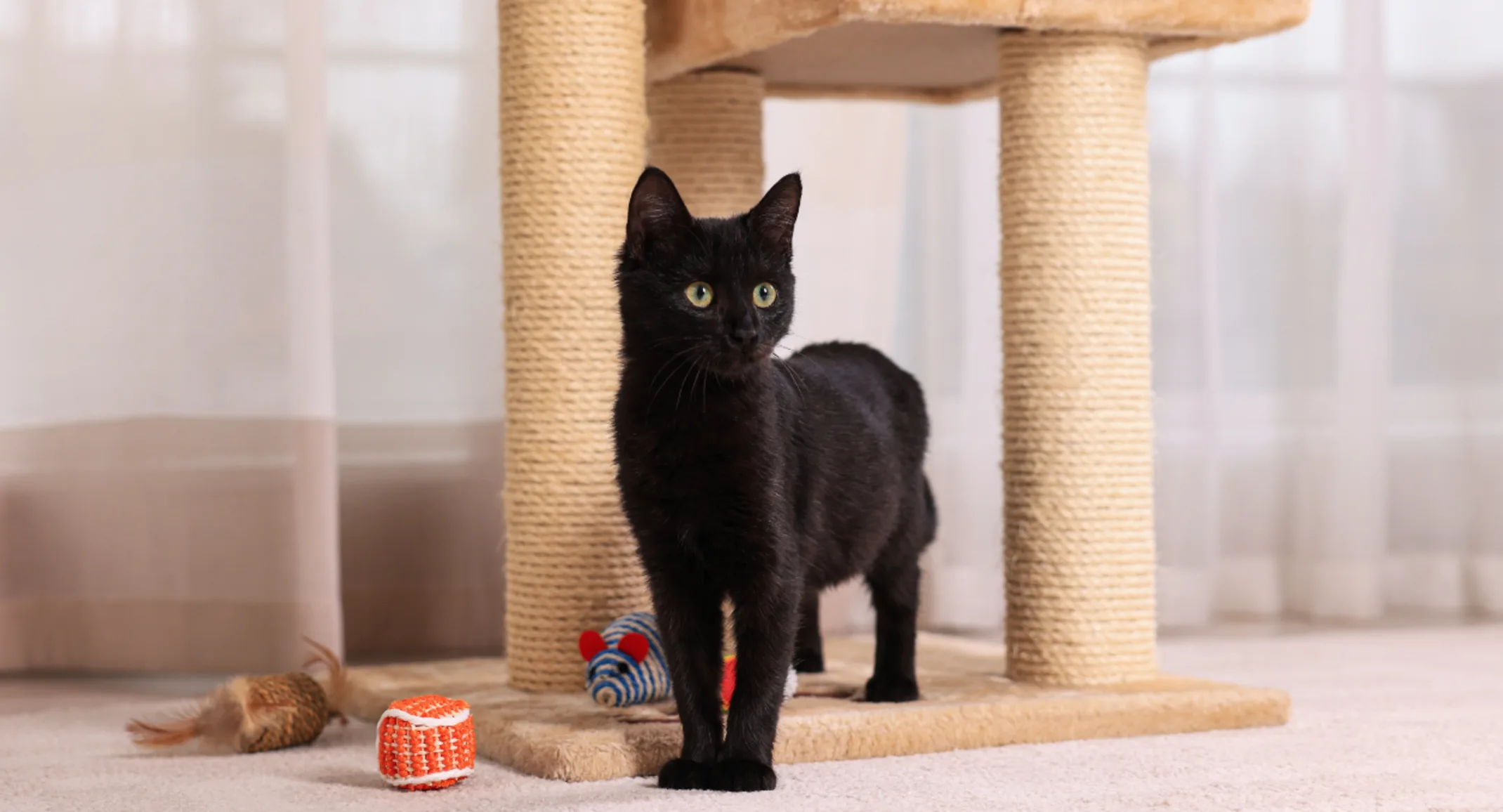Black cat standing next to a scratching post Black cat standing next to a scratching post