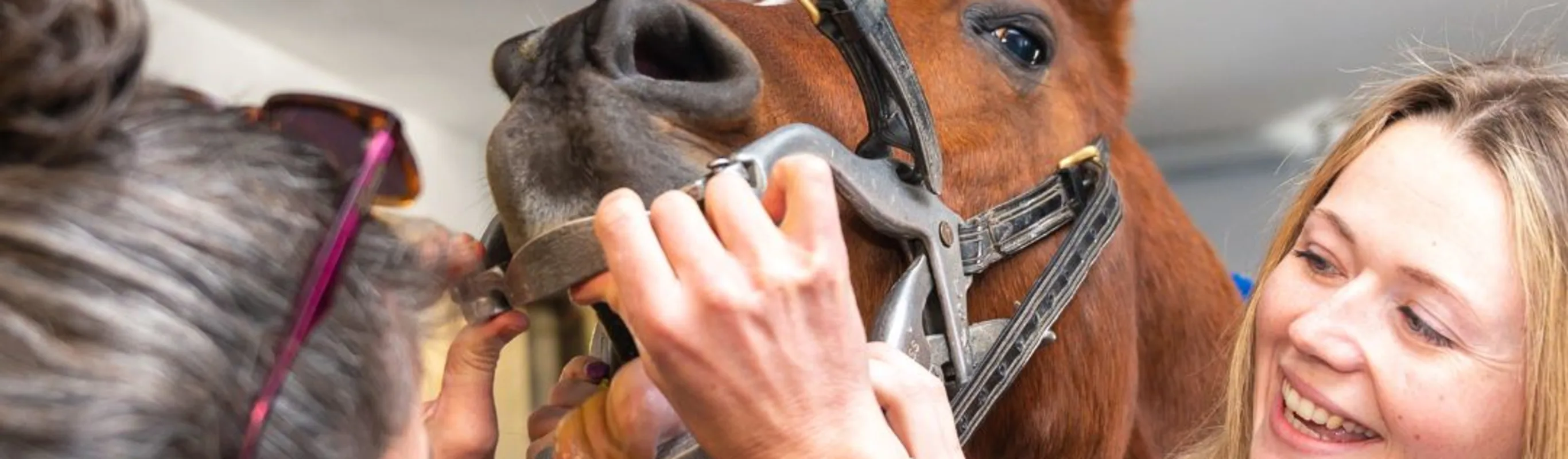 2 vet checking on the horse 2 vet checking on the horse