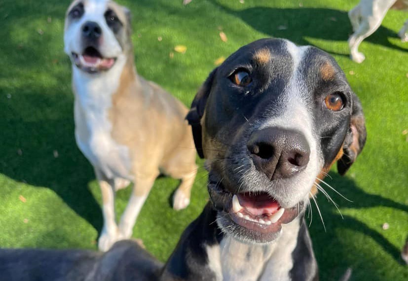 Advantage Pet Center Outdoor Daycare