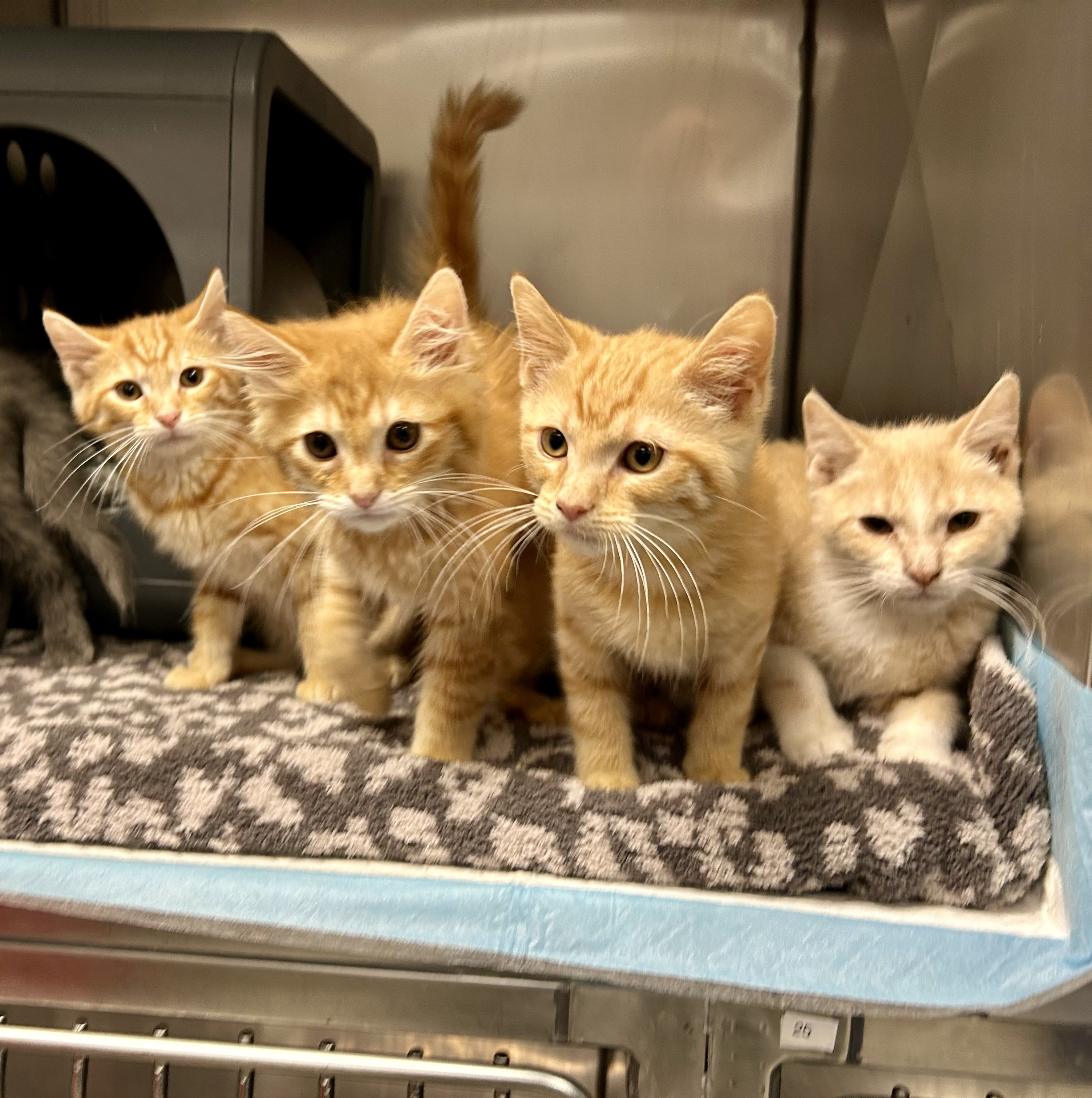 Litter of kittens