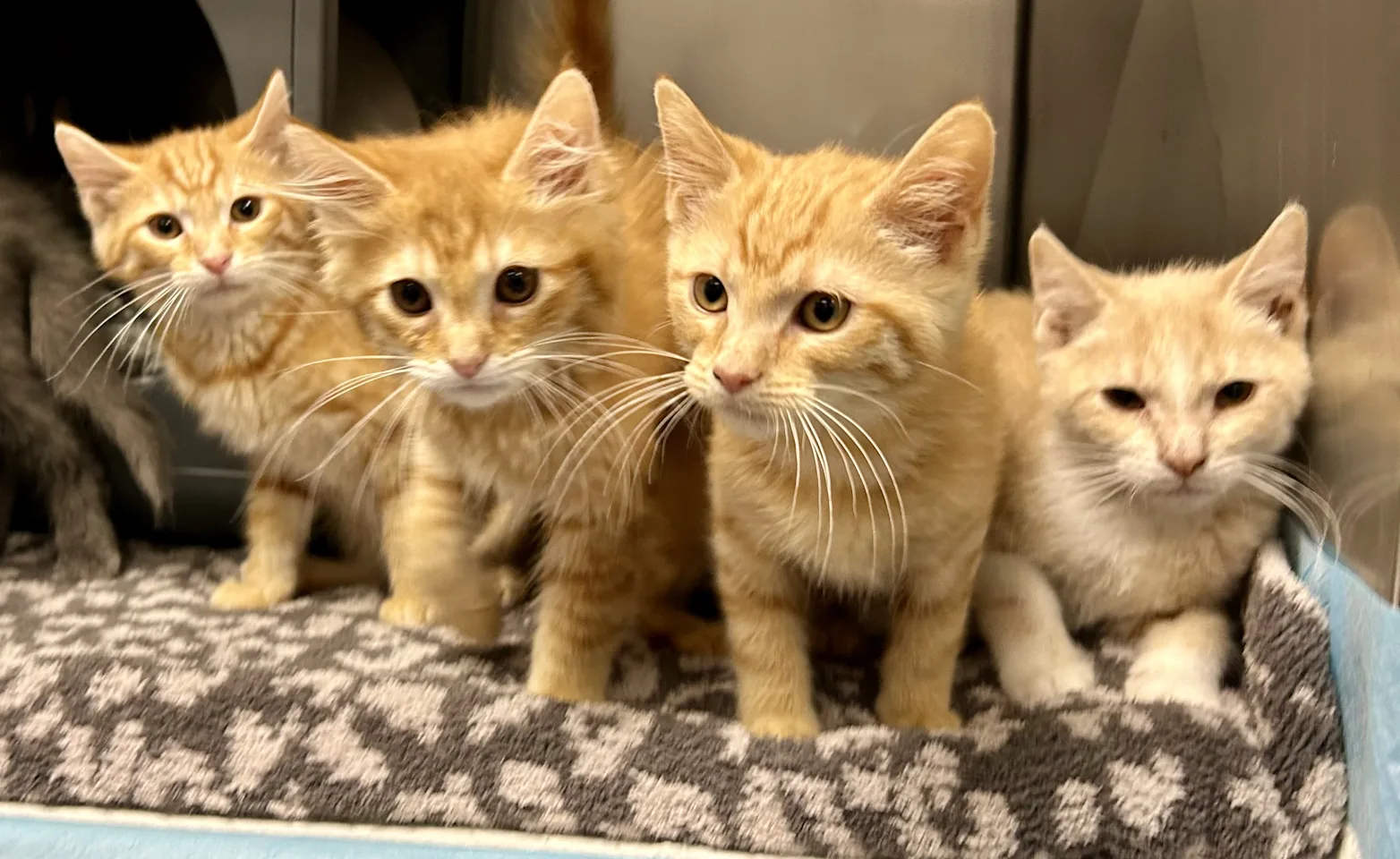 Litter of kittens Litter of kittens