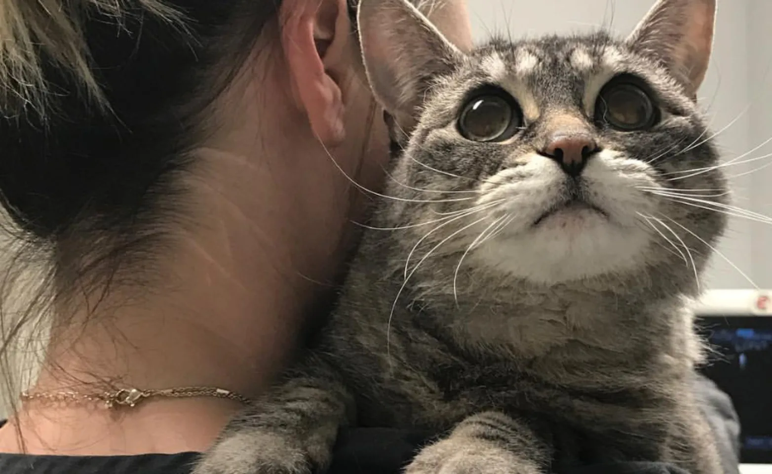 Close Up Of Cat Being Held In Someone's Arms Close Up Of Cat Being Held In Someone's Arms