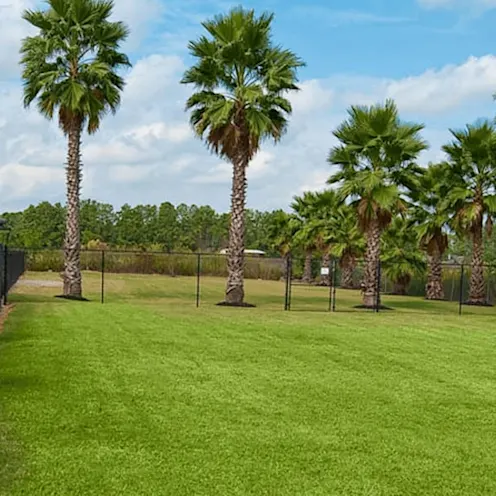 Longwood Animal and Pet Resort grassy yard Longwood Animal and Pet Resort grassy yard