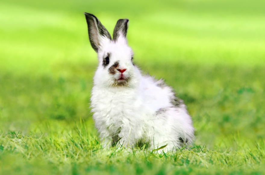 Homepage Mason Family Pet Hospital