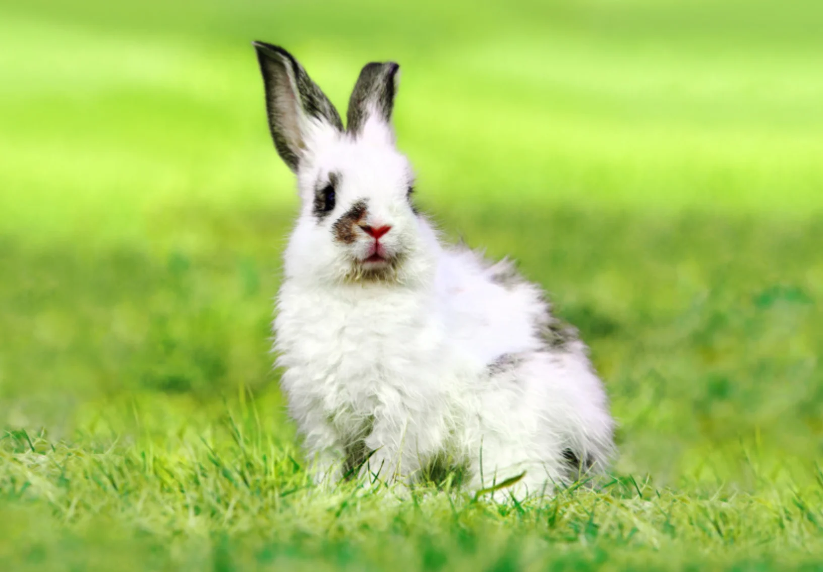 Small White Bunny Sitting in Grass