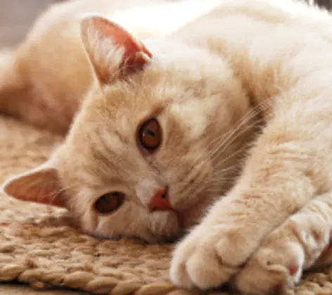 Cat laying on a rug