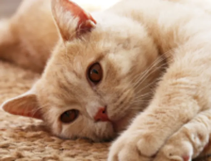 Cat laying on a rug