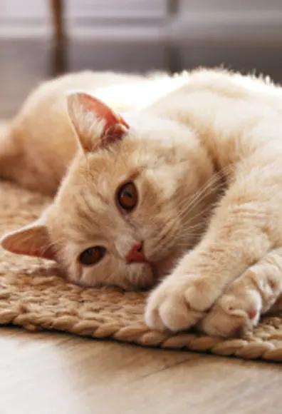 Cat laying on a rug