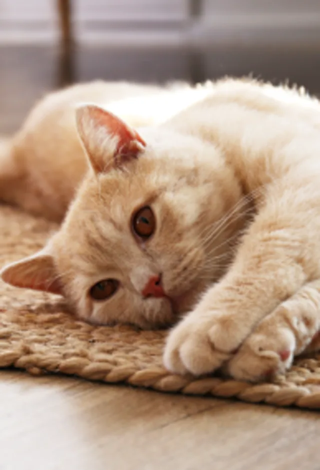 Cat laying on a rug Cat laying on a rug
