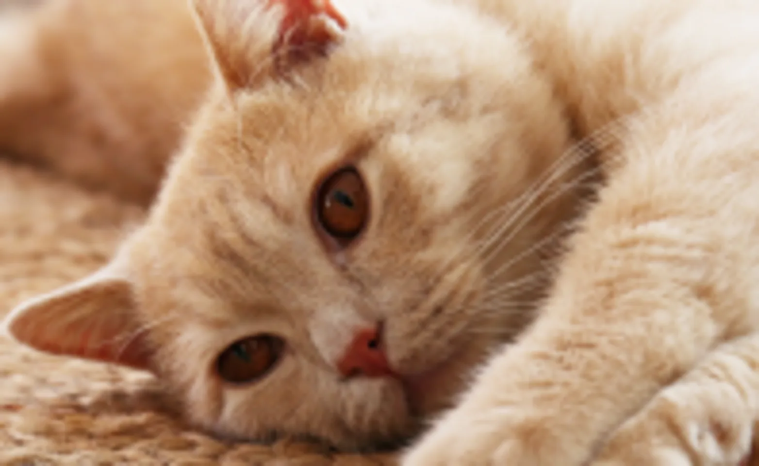 Cat laying on a rug