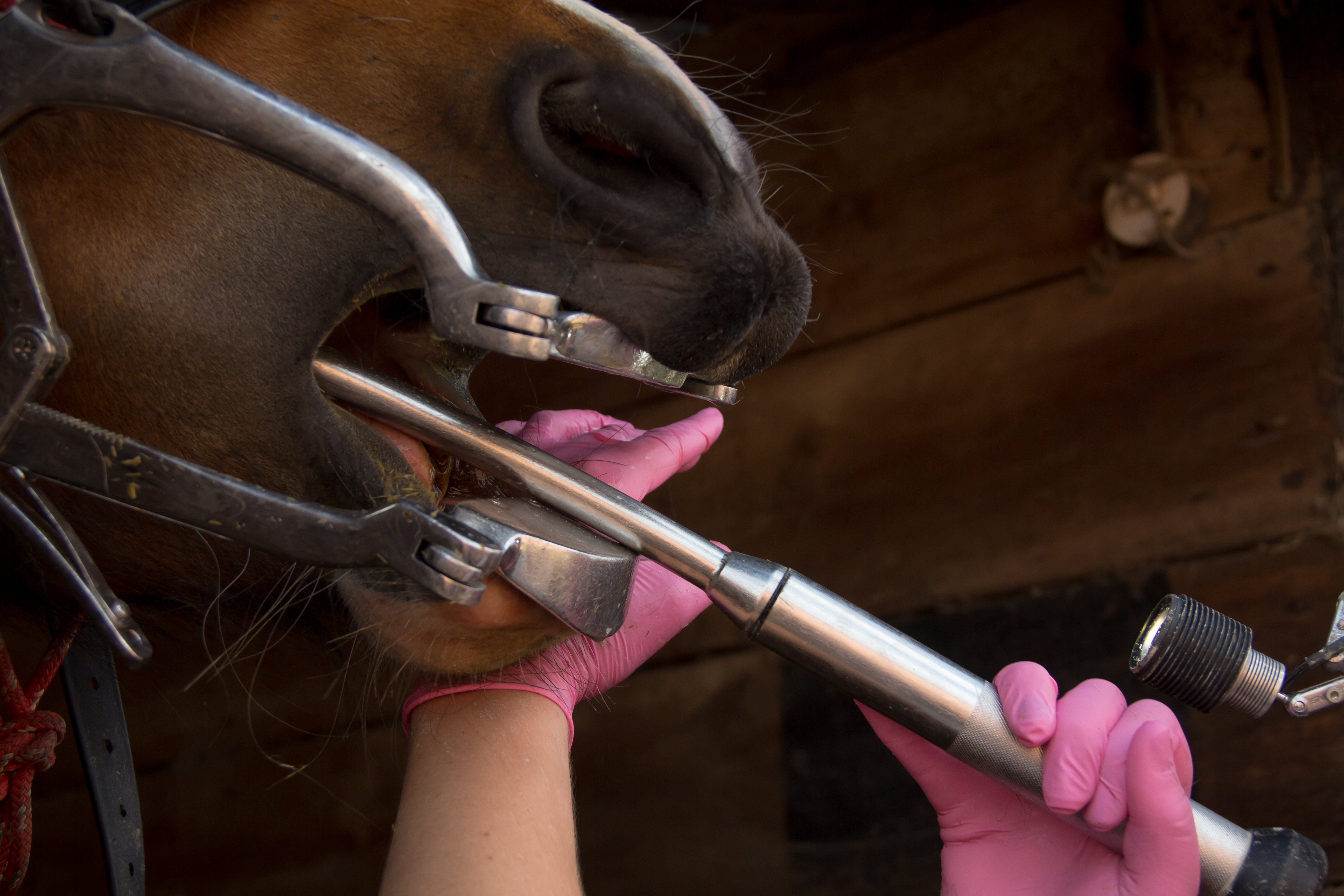 Dental Care for horses