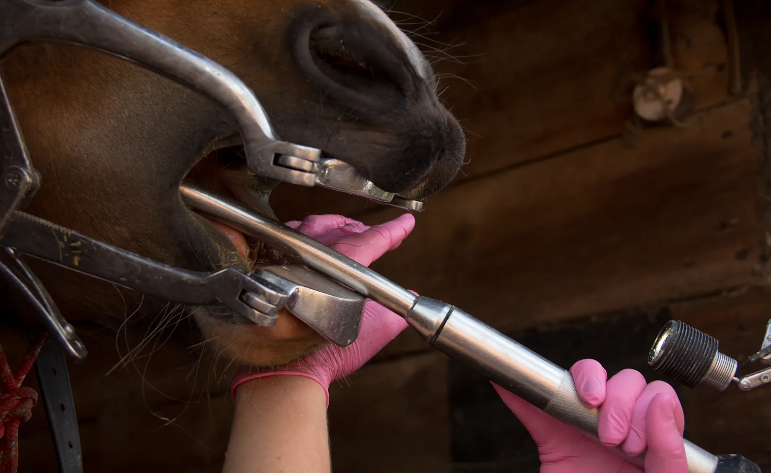 Dental Care for horses Dental Care for horses