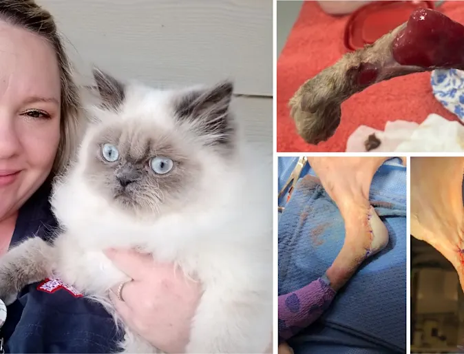 Kitten's leg with injury Kitten's leg with injury