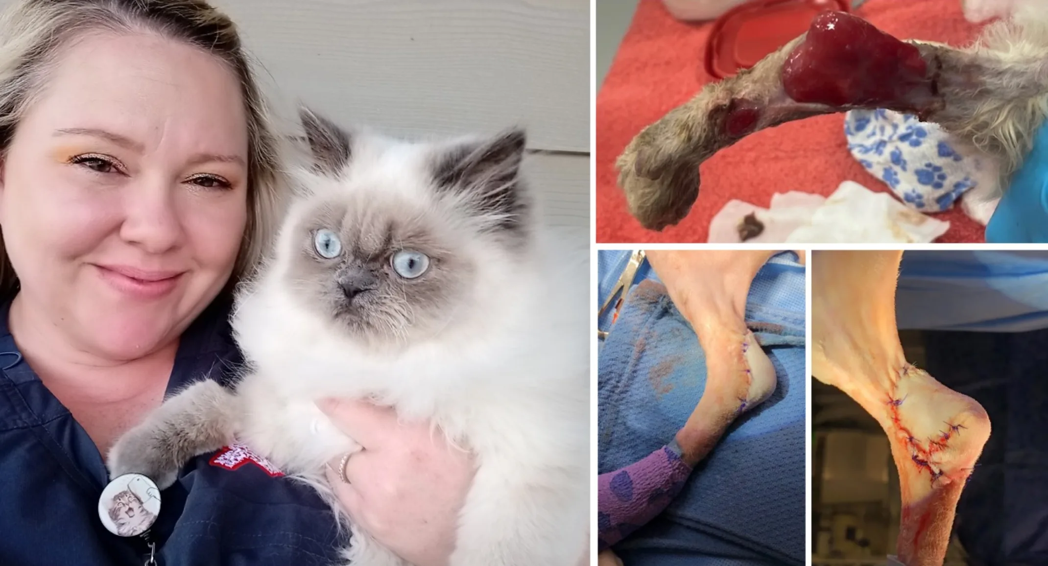 Kitten's leg with injury Kitten's leg with injury